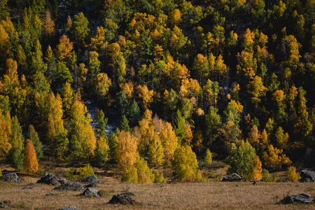 A vibrant golden autumn forest in the Altai Republic, showing a spectacular array of colors and natural beauty.の写真素材
