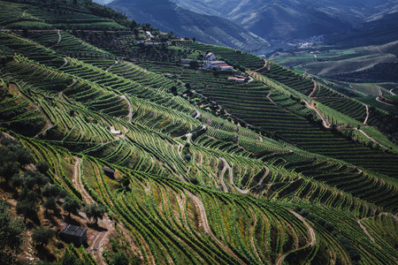 Slopes with vineyard terraces in the Douro Valley, Portugal, showcasing a breathtaking and historic wine region.の写真素材