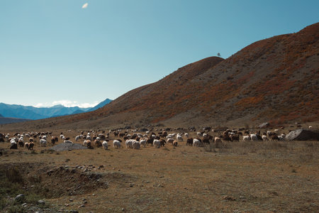 A rugged mountain landscape in the Altai Republic, Russia, with animals grazing in the wild terrain.の写真素材