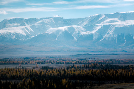 A panoramic view of snow-covered mountain ridges with a golden autumn forest at their base in the Altai Republic, blending rugged beauty with vibrant colors.の写真素材