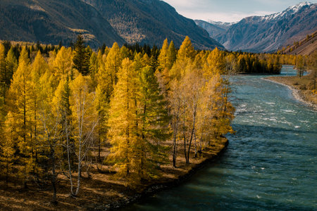 A fast-flowing river cuts through a golden forest at the foot of rugged mountains in the Altai Republic. The water rushes with energy, framed by autumn trees and rocky slopes.の写真素材