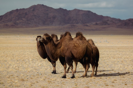 Two camels stand in the foothills of Mongolia, surrounded by vast open land and distant mountains. The scene is quiet and timeless, shaped by wind, dust, and ancient rhythms of nomadic life.の写真素材