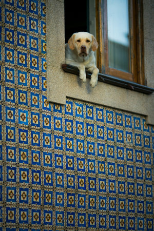 A dog looks out from an open window above a wall covered with traditional azulejos in Porto, Portugal. The scene feels intimate, local, and quietly full of character.の写真素材