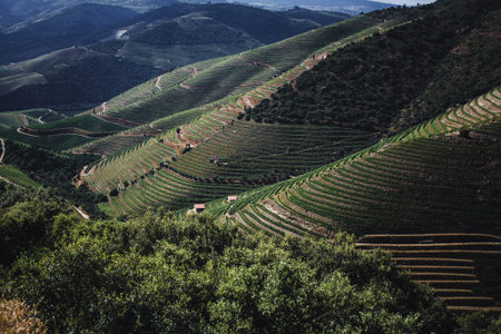 Terraced vineyards cover the slopes of the Douro Valley in Portugal, forming graceful lines that...