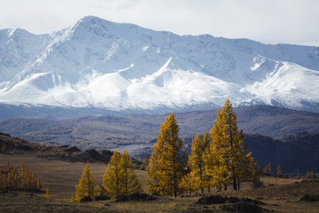 Golden larch trees stand before towering snowy peaks in the Altai Republic, creating a vivid contrast between autumn colors and the vast mountain landscape.の写真素材