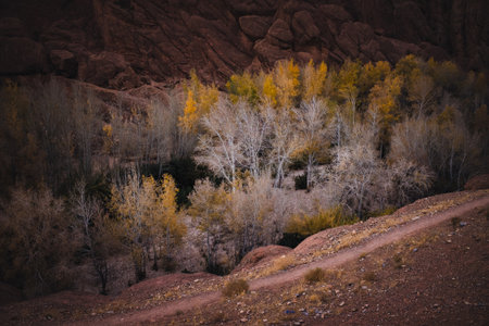 Atlas Mountains, Morocco. Autumn trees with pale trunks and golden leaves line a rocky valley beneath red stone slopes, crossed by a narrow dirt path in soft evening light.の写真素材