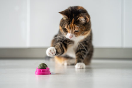 Multicoloured cat play with ball from dark green catmint or catswort pulls paw towards toy catnip.の写真素材