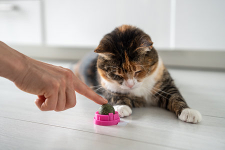 Pet owner point finger on toy from catmint. Interested fluffy cat having fun with catnip ball.の写真素材