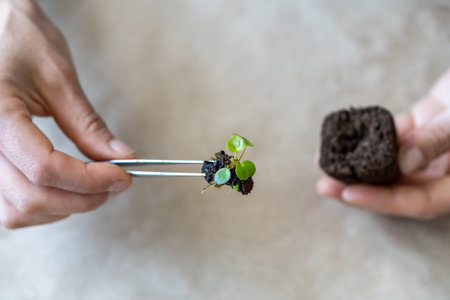 Transplanting rooted small Pilea plant seedling into a pressed coconut substrate with tweezersの写真素材