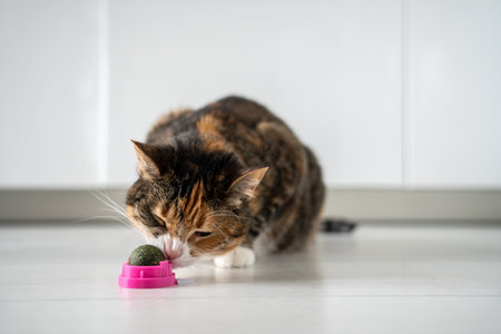Cat eating ball from catnip at home for successful correction of behavior.の写真素材