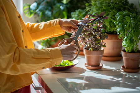 Hand with vintage scissors cut leaves of organic basil growing in clay pot on kitchen table for cookの写真素材