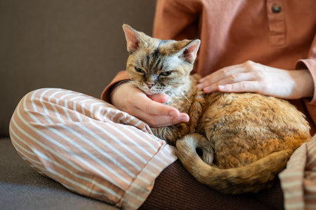 Cat lying on pet owner knees, closing eyes of pleasure and satisfaction of stroking, caressing