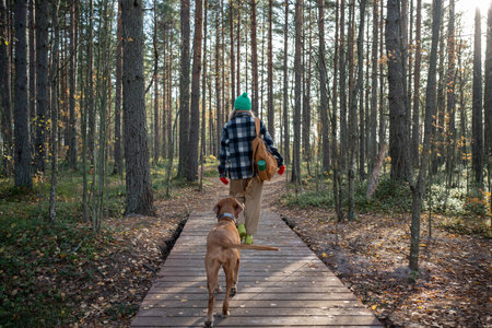 Tourist woman, pet lover walking with hound dog, recreating in autumn pine wood in warm sunny day