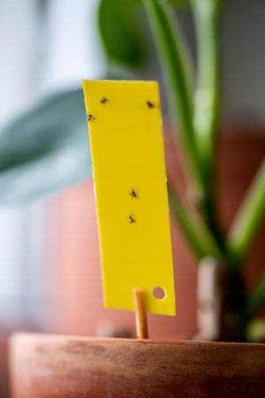 Fungus gnats stuck on yellow sticky trap closeup. Flypaper for Sciaridae insect pests at home