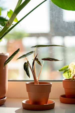 Small Alocasia Bambino plant in clay pot on windowsill at home. Elephants ear plantの写真素材