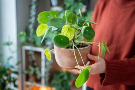 Woman hand holding terracotta pot with Pilea peperomioides known as Chinese money plant. Plant loverの写真素材