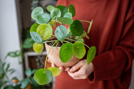 Woman hand holding terracotta pot with Pilea peperomioides known as Chinese money plant. Plant loverの写真素材