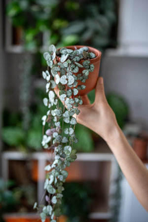Hand holding Ceropegia Woodii houseplant with long heart shaped leaves in terracotta pot closeupの写真素材