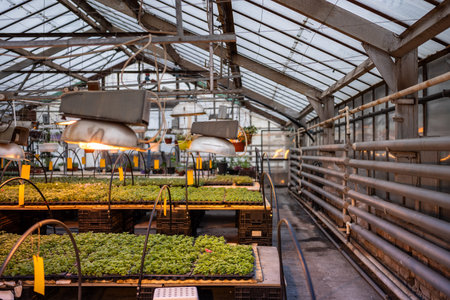 View of plants seedlings in industrial glasshouse. Grow vegetables under phyto lamps in greenhouse