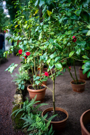 Blooming japanise camellia growing in terracotta flowerpots in greenhouse orangery. Houseplant hobbyの写真素材
