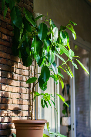 Ficus Elastica houseplant in home interior with sunlight and shadows. Plant Rubber Fig on terrace.の写真素材
