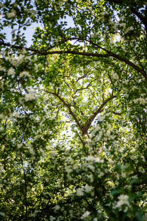 White flowering apple tree, soft focus closeup. Spring time, season in nature.の写真素材