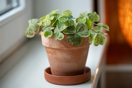 Oxalis corymbosa aureo-reticulata in flower pot, known as Woodsorrel plant on windowsill at home.の写真素材