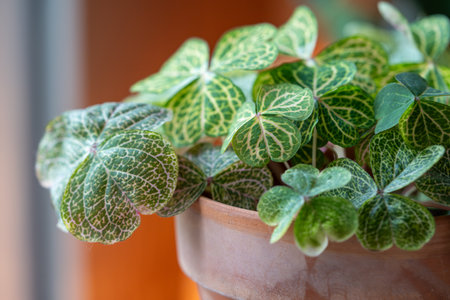 Closeup leaves of Oxalis corymbosa aureo-reticulata plant in flower pot at home.の写真素材
