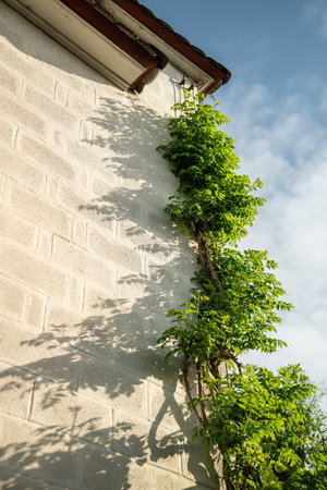 Wisteria vine framing the corner of building. Green facade with climber plants, ivy growing on wall.の写真素材