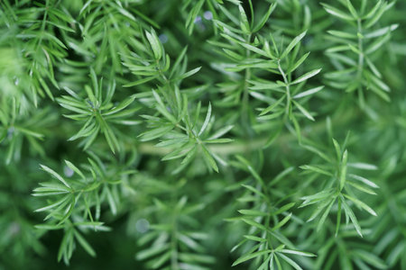 Sprouts of Foxtail fern Asparagus top view, texture, macro shot. Closeup.の写真素材