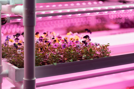 Seedlings of pansies growing in hothouse under purple LED light. Hydroponic indoor salad factory