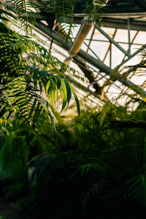 Rays of sun through palm leaves in tropical greenhouse soft focus. Plant in glasshouse. Urban jungle