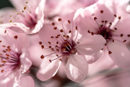 Branch of blossoming apricot with pink flowers closeup. Japanese Sakura cherry blossoms. Spring time