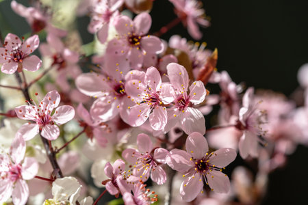 Branch of blossoming apricot with pink flowers closeup. Japanese Sakura cherry blossoms. Spring time