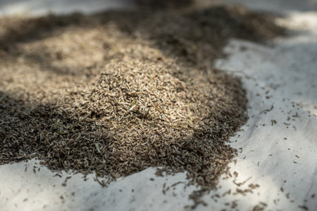 Grinded dry lavender plants flowers on farm, production of aroma products, spices for culinary.の写真素材