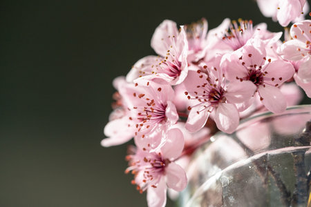 Bouquet of blossoming apricot branches in glass. Japanese Sakura cherry blossoms. Spring timeの写真素材
