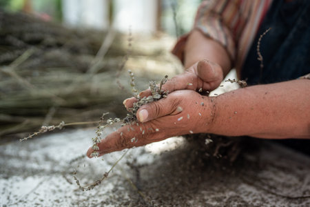 Hands of old farmer woman rubbing lavender. Process of grinding dried branches of lavender flowersの写真素材