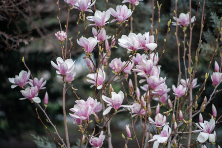 Blooming magnolia bush with pink flowers on branches in spring. Tender pink flowers in springtime.