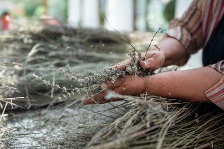 Hands of old farmer woman rubbing lavender. Process of grinding dried branches of lavender flowersの写真素材