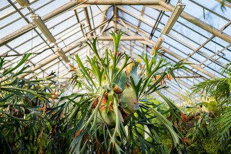 Staghorn fern in tropical greenhouse. Elkhorn fern in pot hanging over the glass roof in glasshouseの写真素材