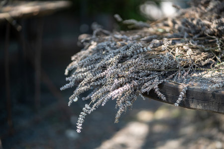 Dry lavender flowers plants branches on wooden table on farm, raw for production aroma products.の写真素材