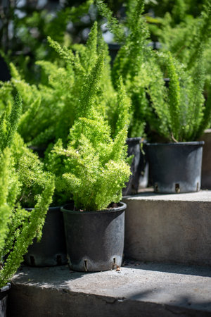 Foxtail asparagus fern plants in plastic pots in outdoor flower shop, garden store.の写真素材