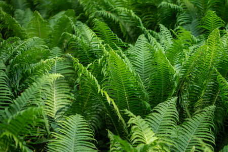 Lush foliage of growing Matteuccia fern in forest. Plant dense verdure, green tropical vegetation.の写真素材