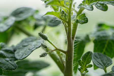 Fluffy tomatoes before the beginning of flowering, unopened flowers closeup macro shotの写真素材