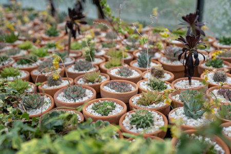 Succulent plant in small terracotta pots in flower shop closeup. Home gardening concept.の写真素材