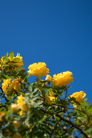 Yellow rose bush against blue sky in garden. Rosebush with green leaves, summertimeの写真素材