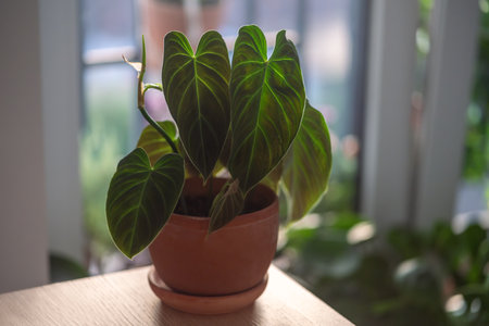 Closeup of Philodendron Splendid plant in flower pot at home.の写真素材