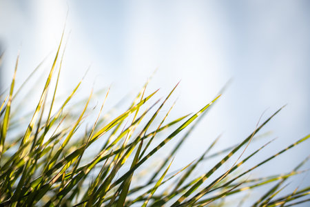 Closeup of fresh green grass over sky. Yellow grass at sunrise with sun rays. Greenery background.の写真素材
