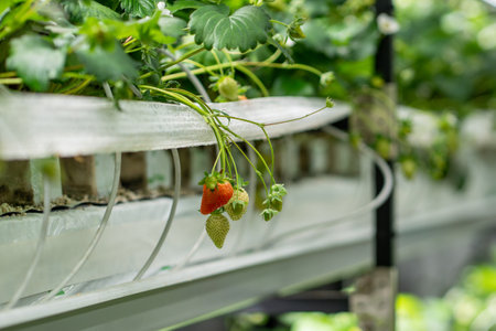 Strawberry cultivation in greenhouse. Mini-farm for growing Fragaria indoors in artificial substrateの写真素材