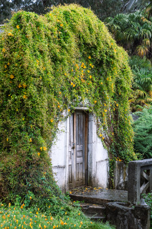 Overgrown old greenhouse in garden in rainy day. Orangery house covered with blooming ivy plantsの写真素材